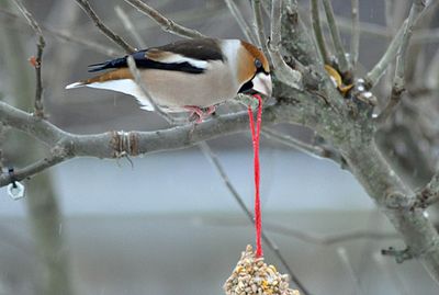 Stenknck (Coccothraustes coccothraustes)