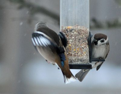 Stenknck (Coccothraustes coccothraustes) and Pilfink (Passer montanus) 