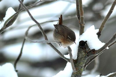 Gärdsmyg (Troglodytes troglodytes)