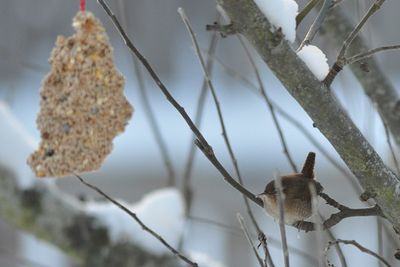 Grdsmyg (Troglodytes troglodytes)