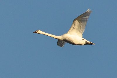 Knlsvan (Cygnus olor)