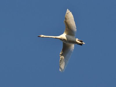 Knlsvan (Cygnus olor)