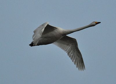 Sngsvan (Cygnus cygnus)