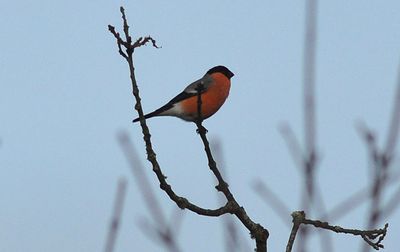 Domherre (Pyrrhula pyrrhula) 