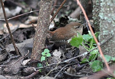 Grdsmyg (Troglodytes troglodytes)