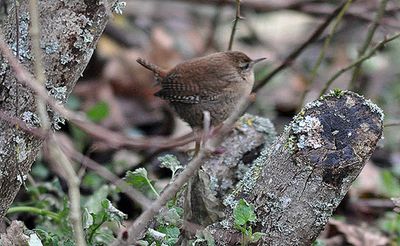 Grdsmyg (Troglodytes troglodytes)