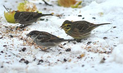 Gulsparv (Emberiza citrinella)