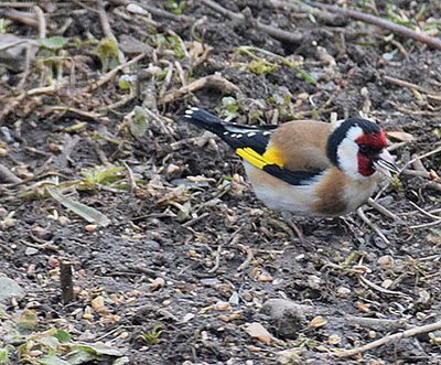 Steglits (Carduelis carduelis)