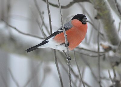 Domherre (Pyrrhula pyrrhula)