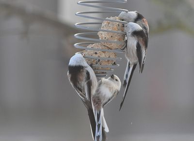 Stjrtmes (Aegithalos caudatus)