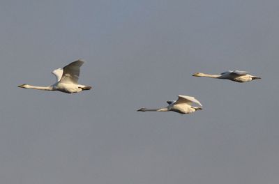 Sngsvan (Cygnus cygnus)