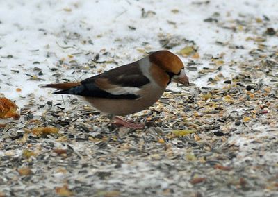 Stenknck (Coccothraustes coccothraustes)