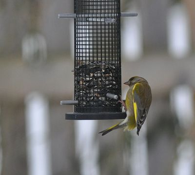 Grnfink (Chloris chloris)