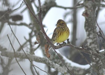 Gulsparv (Emberiza citrinella)