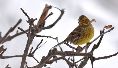 Gulsparv (Emberiza citrinella)