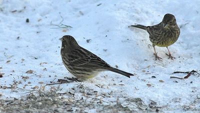 Gulsparv (Emberiza citrinella)
