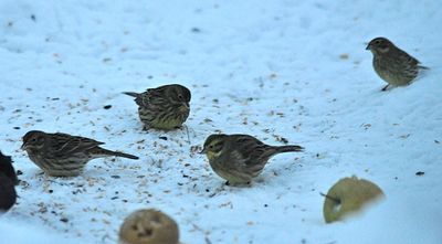 Gulsparv (Emberiza citrinella)
