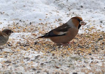 Stenknck (Coccothraustes coccothraustes)