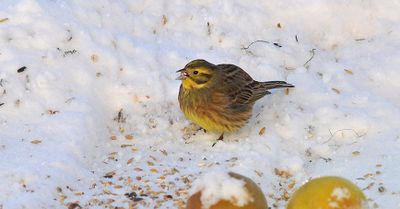 Gulsparv (Emberiza citrinella)