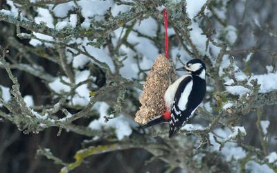 Strre hackspett (Dendrocopos major)