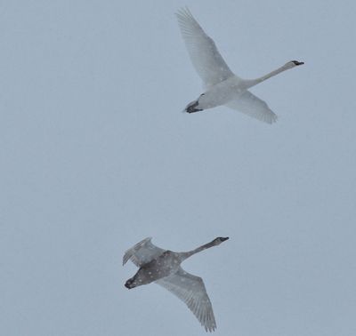 Knlsvan (Cygnus olor)