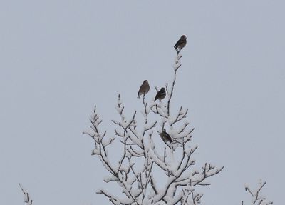 Stenknck (Coccothraustes coccothraustes)