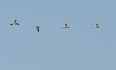 Storskrake (Mergus merganser)