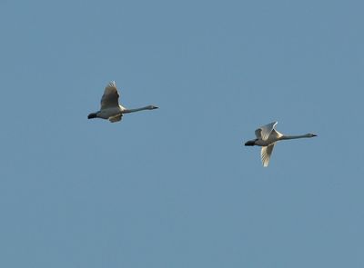 Sngsvan (Cygnus cygnus)