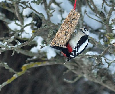 Strre hackspett (Dendrocopos major)