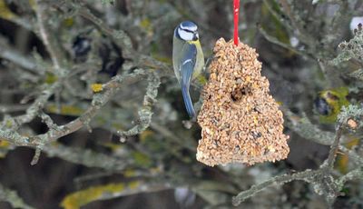 Blmes (Cyanistes caeruleus)