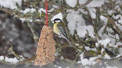 Talgoxe (Parus major)