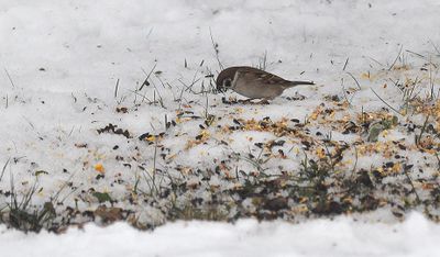 Pilfink (Passer montanus)