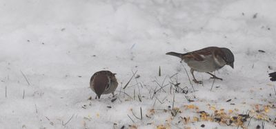 Pilfink (Passer montanus) and Gråsparv (Passer domesticus)
