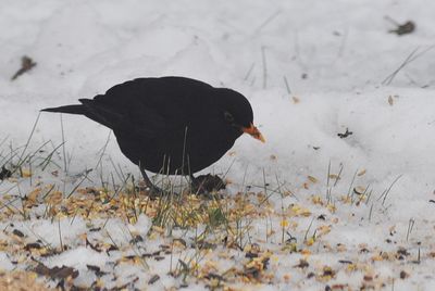 Koltrast (Turdus merula)