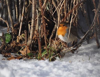Rödhake (Erithacus rubecula)