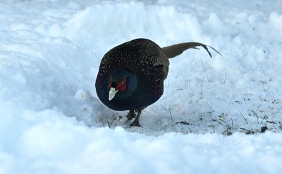 Fasan (Phasianus colchicus)