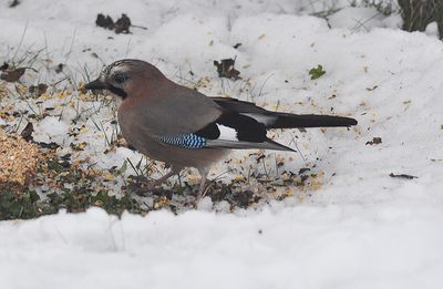 Ntskrika (Garrulus glandarius)