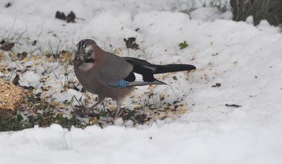 Nötskrika (Garrulus glandarius)