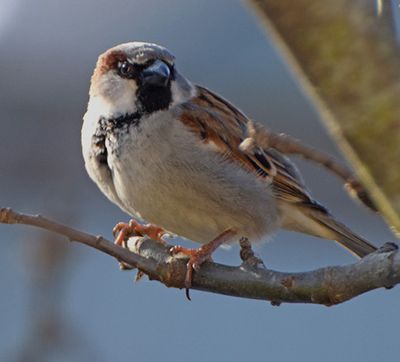 Gråsparv (Passer domesticus)