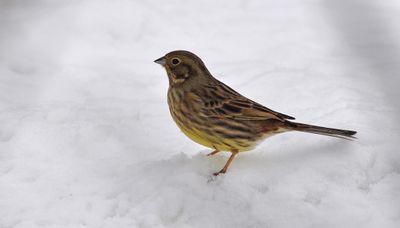 Gulsparv (Emberiza citrinella)