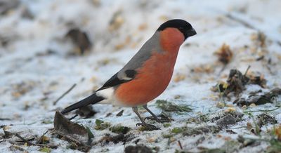 Domherre (Pyrrhula pyrrhula)