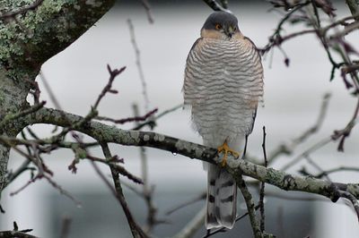 Sparvhök (Accipiter nisus)