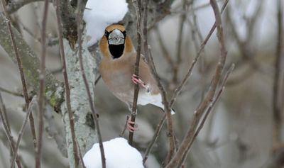 Stenknäck (Coccothraustes coccothraustes)