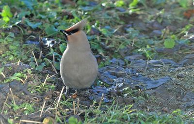 Sidensvans (Bombycilla garrulus)