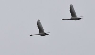 Knölsvan (Cygnus olor)