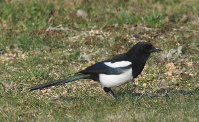 Skata (Pica pica)