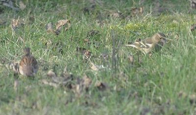 Bofink (Fringilla coelebs)