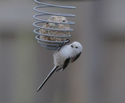 Stjrtmes (Aegithalos caudatus)
