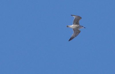 Gråtrut (Larus argentatus)