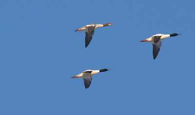 Storskrake (Mergus merganser)